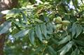 pecan 